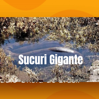 A procura por um sucuri gigante no Rio Paranaíba